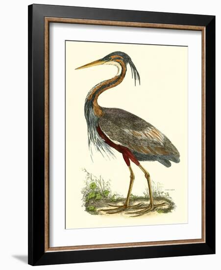 Purple Heron-John Selby-Framed Art Print