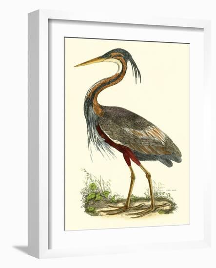 Purple Heron-John Selby-Framed Art Print