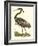 Purple Heron-John Selby-Framed Art Print