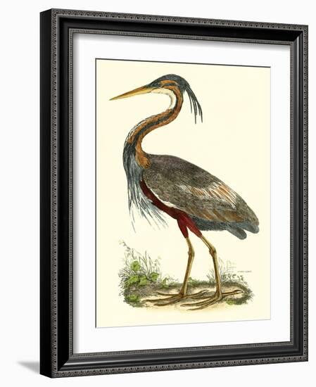 Purple Heron-John Selby-Framed Art Print