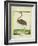 Purple Heron-Georges-Louis Buffon-Framed Giclee Print