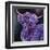 Purple Highland-Emma Catherine Debs-Framed Art Print