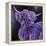 Purple Highland-Emma Catherine Debs-Framed Stretched Canvas