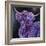 Purple Highland-Emma Catherine Debs-Framed Art Print