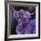 Purple Highland-Emma Catherine Debs-Framed Art Print