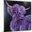 Purple Highland-Emma Catherine Debs-Mounted Art Print