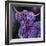 Purple Highland-Emma Catherine Debs-Framed Art Print