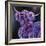 Purple Highland-Emma Catherine Debs-Framed Art Print