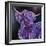 Purple Highland-Emma Catherine Debs-Framed Premium Giclee Print