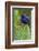 Purple Honeycreeper-Ken Archer-Framed Photographic Print