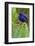 Purple Honeycreeper-Ken Archer-Framed Photographic Print