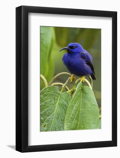 Purple Honeycreeper-Ken Archer-Framed Photographic Print