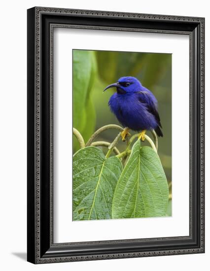 Purple Honeycreeper-Ken Archer-Framed Photographic Print