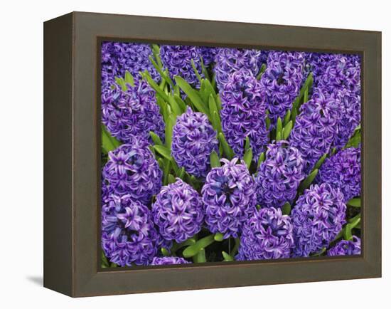 Purple hyacinth flowers, Keukenhof Gardens, Lisse, Netherlands, Holland-Adam Jones-Framed Premier Image Canvas