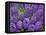 Purple hyacinth flowers, Keukenhof Gardens, Lisse, Netherlands, Holland-Adam Jones-Framed Premier Image Canvas