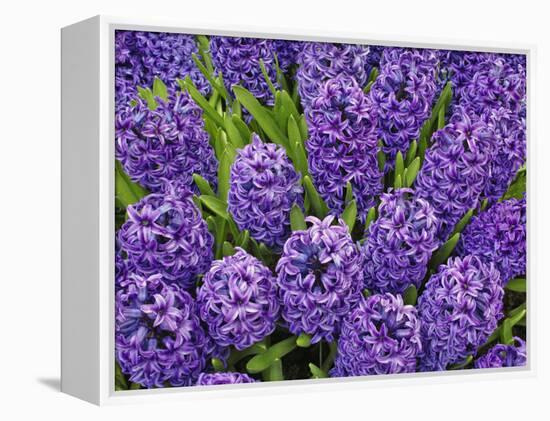 Purple hyacinth flowers, Keukenhof Gardens, Lisse, Netherlands, Holland-Adam Jones-Framed Premier Image Canvas