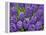 Purple hyacinth flowers, Keukenhof Gardens, Lisse, Netherlands, Holland-Adam Jones-Framed Premier Image Canvas