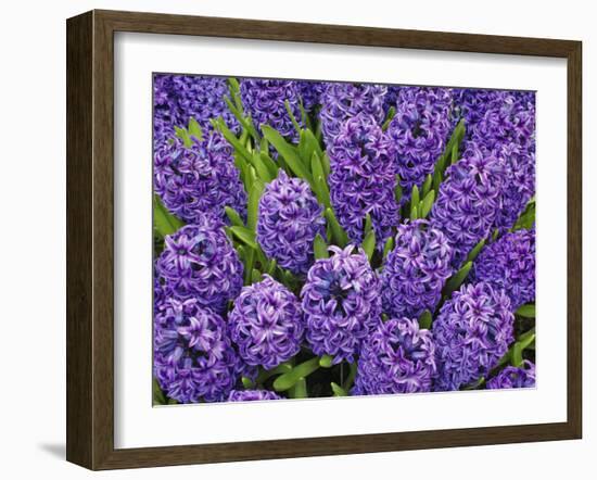 Purple hyacinth flowers, Keukenhof Gardens, Lisse, Netherlands, Holland-Adam Jones-Framed Photographic Print