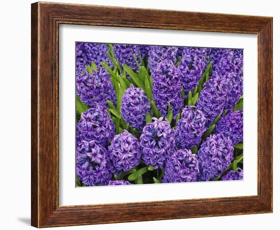 Purple hyacinth flowers, Keukenhof Gardens, Lisse, Netherlands, Holland-Adam Jones-Framed Photographic Print