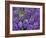 Purple hyacinth flowers, Keukenhof Gardens, Lisse, Netherlands, Holland-Adam Jones-Framed Photographic Print