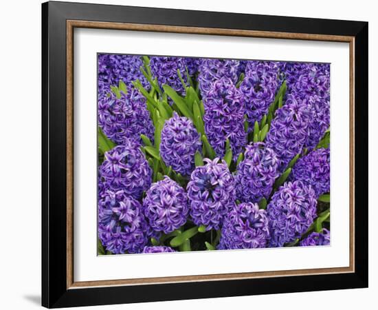 Purple hyacinth flowers, Keukenhof Gardens, Lisse, Netherlands, Holland-Adam Jones-Framed Photographic Print