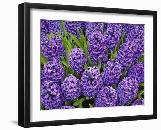 Purple hyacinth flowers, Keukenhof Gardens, Lisse, Netherlands, Holland-Adam Jones-Framed Photographic Print
