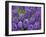 Purple hyacinth flowers, Keukenhof Gardens, Lisse, Netherlands, Holland-Adam Jones-Framed Photographic Print