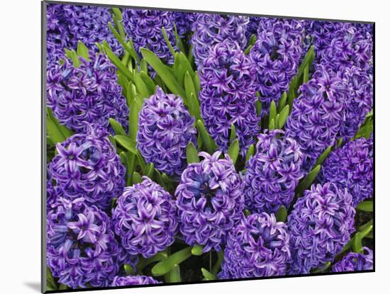 Purple hyacinth flowers, Keukenhof Gardens, Lisse, Netherlands, Holland-Adam Jones-Mounted Photographic Print
