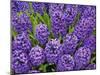 Purple hyacinth flowers, Keukenhof Gardens, Lisse, Netherlands, Holland-Adam Jones-Mounted Photographic Print