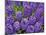 Purple hyacinth flowers, Keukenhof Gardens, Lisse, Netherlands, Holland-Adam Jones-Mounted Photographic Print