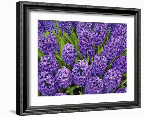 Purple hyacinth flowers, Keukenhof Gardens, Lisse, Netherlands, Holland-Adam Jones-Framed Photographic Print