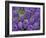 Purple hyacinth flowers, Keukenhof Gardens, Lisse, Netherlands, Holland-Adam Jones-Framed Photographic Print