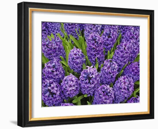 Purple hyacinth flowers, Keukenhof Gardens, Lisse, Netherlands, Holland-Adam Jones-Framed Photographic Print