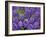 Purple hyacinth flowers, Keukenhof Gardens, Lisse, Netherlands, Holland-Adam Jones-Framed Photographic Print