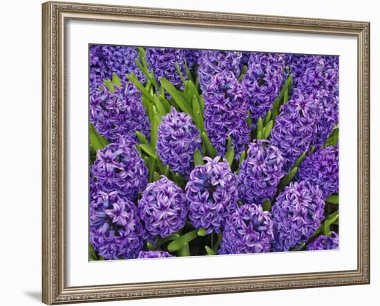 Purple hyacinth flowers, Keukenhof Gardens, Lisse, Netherlands, Holland-Adam Jones-Framed Photographic Print