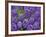 Purple hyacinth flowers, Keukenhof Gardens, Lisse, Netherlands, Holland-Adam Jones-Framed Photographic Print