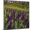 Purple Hyacinth in Spring Garden-Anna Miller-Mounted Photographic Print