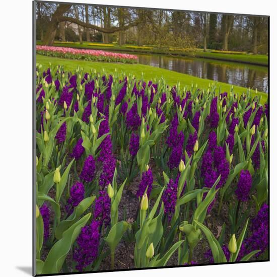 Purple Hyacinth in Spring Garden-Anna Miller-Mounted Photographic Print