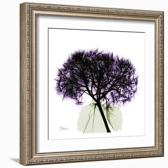 Purple Hydrangea Close Up-Albert Koetsier-Framed Art Print