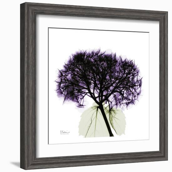 Purple Hydrangea Close Up-Albert Koetsier-Framed Art Print