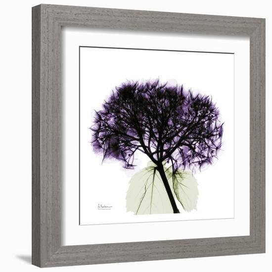 Purple Hydrangea Close Up-Albert Koetsier-Framed Art Print