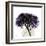 Purple Hydrangea Close Up-Albert Koetsier-Framed Art Print