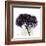 Purple Hydrangea Close Up-Albert Koetsier-Framed Art Print