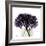 Purple Hydrangea Close Up-Albert Koetsier-Framed Art Print