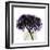 Purple Hydrangea Close Up-Albert Koetsier-Framed Art Print