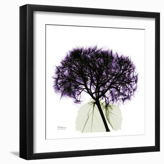 Purple Hydrangea Close Up-Albert Koetsier-Framed Art Print