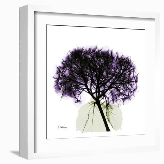 Purple Hydrangea Close Up-Albert Koetsier-Framed Art Print