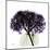 Purple Hydrangea Close Up-Albert Koetsier-Mounted Art Print