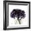 Purple Hydrangea Close Up-Albert Koetsier-Framed Art Print