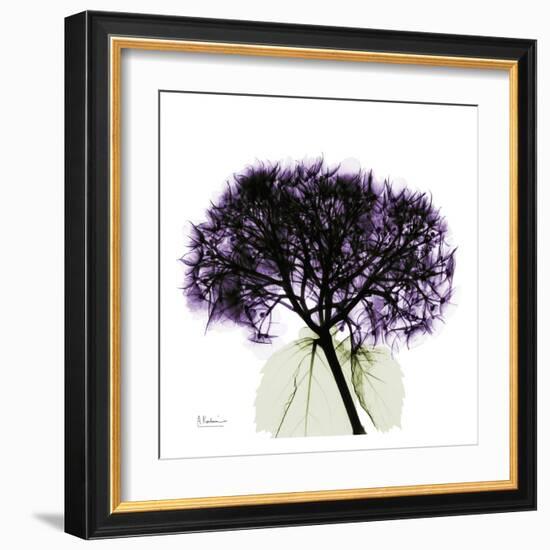 Purple Hydrangea Close Up-Albert Koetsier-Framed Art Print